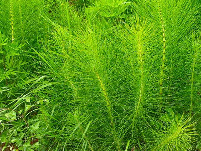 horsetail